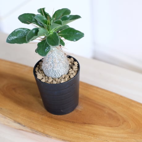 パキポディウム サンデルシー / Pachypodium saundersii / KN1516