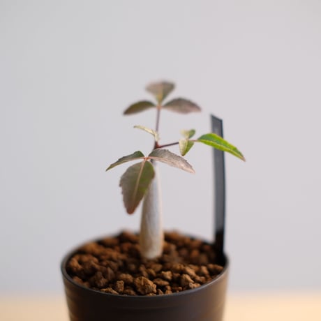 ブルセラ ファガロイデス / Bursera fagaroides / KN1004