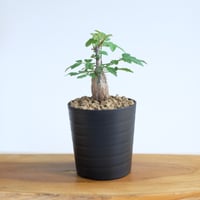 ブルセラ ファガロイデス / Bursera fagaroides / KN1561