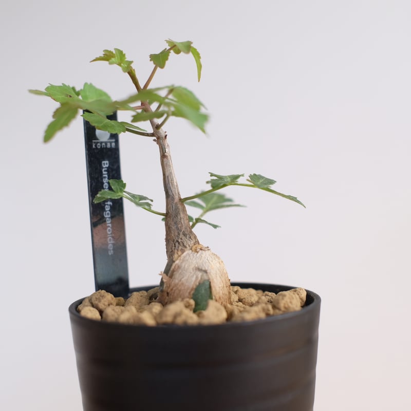 ブルセラ ファガロイデス / Bursera fagaroides / KN1322 | 塊根