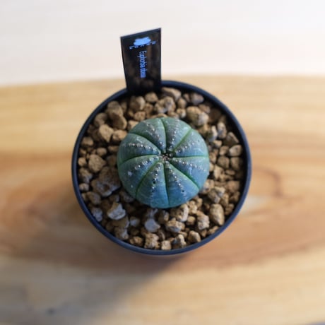 ユーフォルビア オベサ / Euphorbia obesa