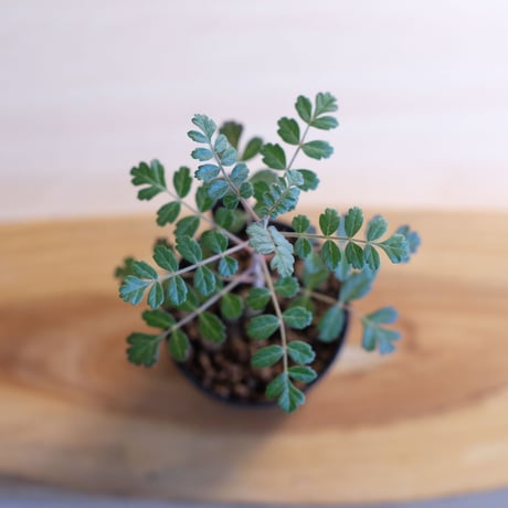 パキコルムス ディスカラー / Pachycormus discolor