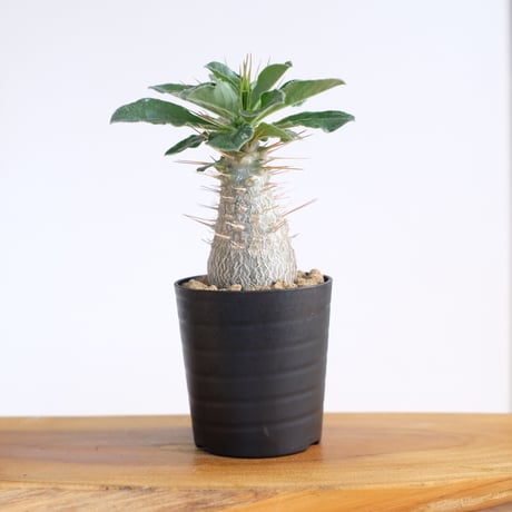 パキポディウム サンデルシー / Pachypodium saundersii / KN1516