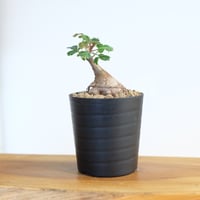 ボスウェリア ナナ / Boswellia nana / KN1335 | 塊根植物 小苗専門