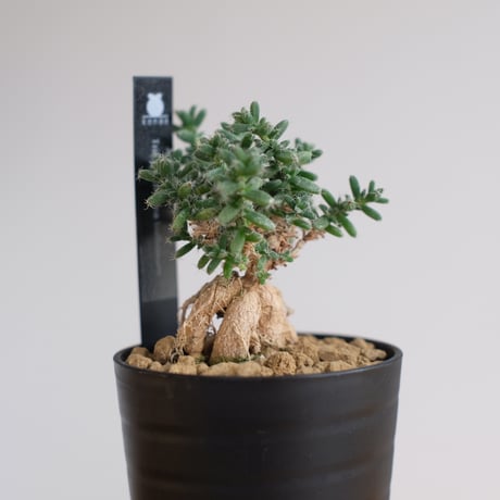トリコディアデマ ブルボスム / Trichodiadema bulbosum