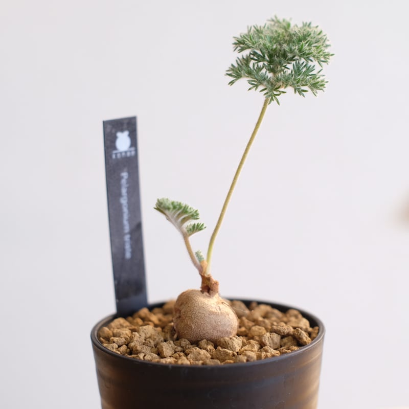 ペラルゴニウム トリステ / Pelargonium triste | 塊根植物 小苗 ペラルゴニウム トリステ / Pelargonium triste | 塊根植物 小苗