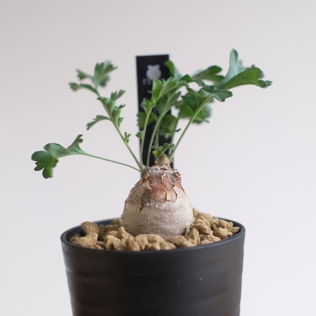 ペラルゴニウム パキポディウム / Pelargonium sp. cf. pachypodium / KN1391