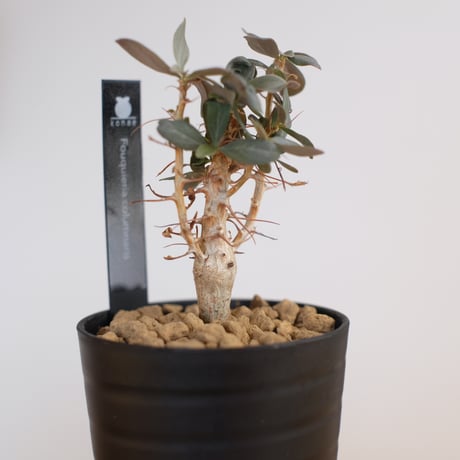 フォークイエリア コルムナリス / Fouquieria columnaris