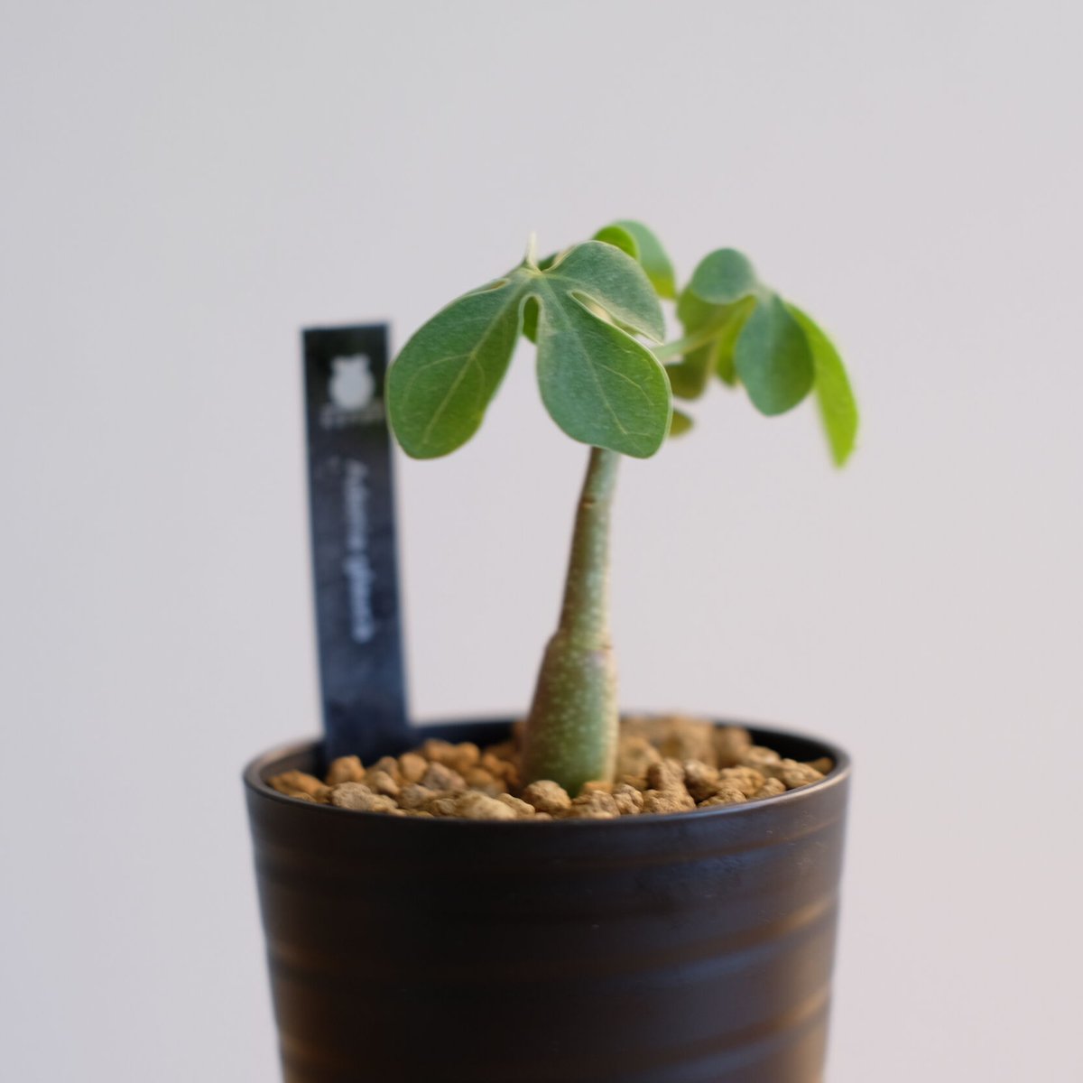 アデニア グラウカ / Adenia glauca / KN1008 | 塊根植物 小苗