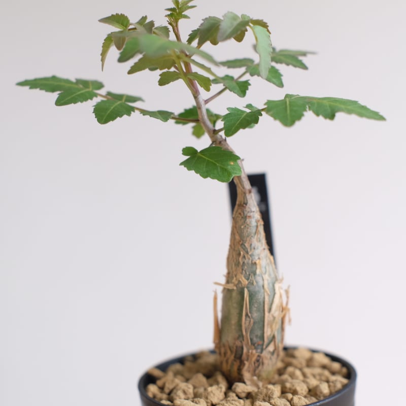 ブルセラ ファガロイデス / Bursera fagaroides / KN1333 | 塊根