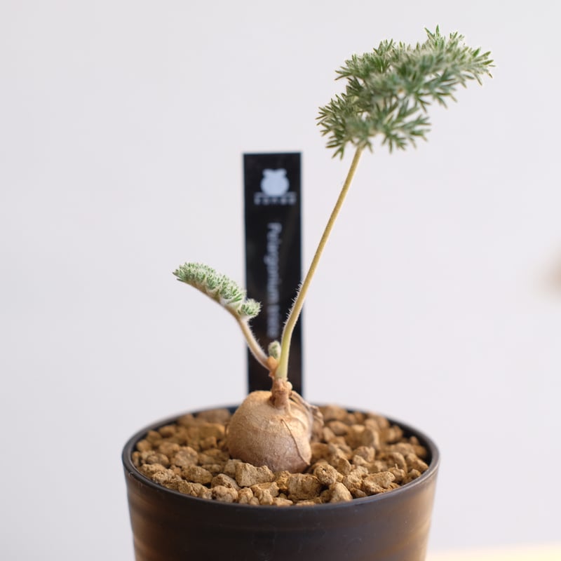 ペラルゴニウム トリステ / Pelargonium triste | 塊根植物 小苗 ペラルゴニウム トリステ / Pelargonium triste | 塊根植物 小苗