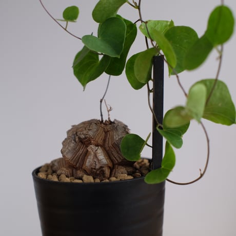 ディオスコレア エレファンティペス 亀甲竜 / Dioscorea elephantipes