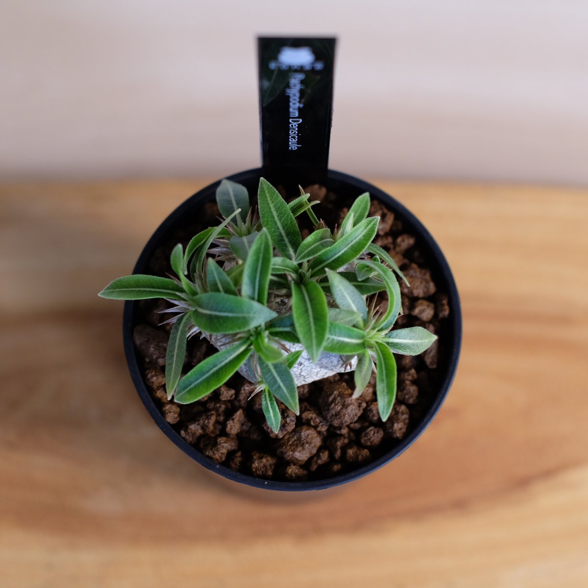 パキポディウム 恵比寿大黒 / Pachypodium Densicaule | 塊根