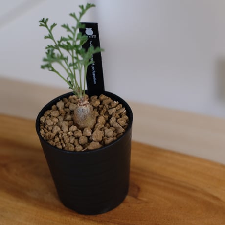 ペラルゴニウム パキポディウム / Pelargonium sp. cf. pachypodium