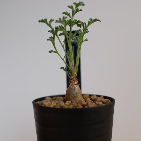 ペラルゴニウム パキポディウム / Pelargonium sp. cf. pachypodium