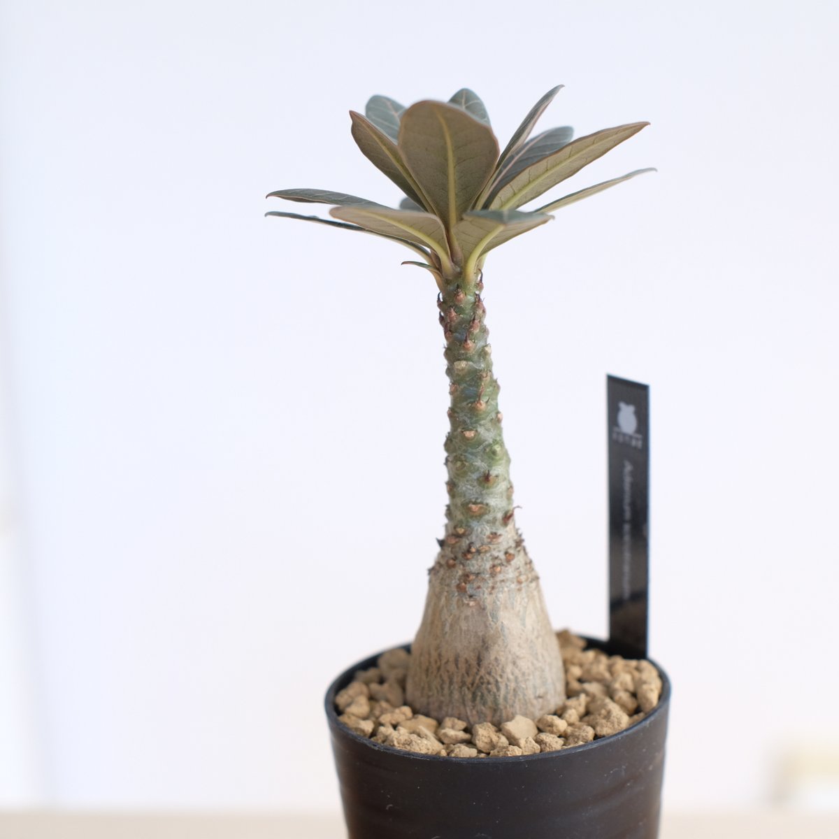 アデニウム　ソコトラナム　純血　実生　1056 アデニウム ソコトラナム（純血）/ Adenium socotranum / KN1593 |