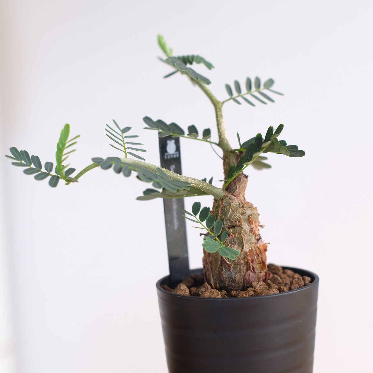 センナ メリディオナリス / Senna meridionalis / KN1271 | 塊根