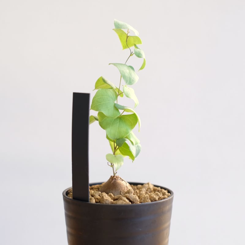 アフリカ 亀甲竜 ディオスコレア エレファンティペス カクタス長田 約78mm isla del pescado - Dioscorea elephantipes-亀甲竜