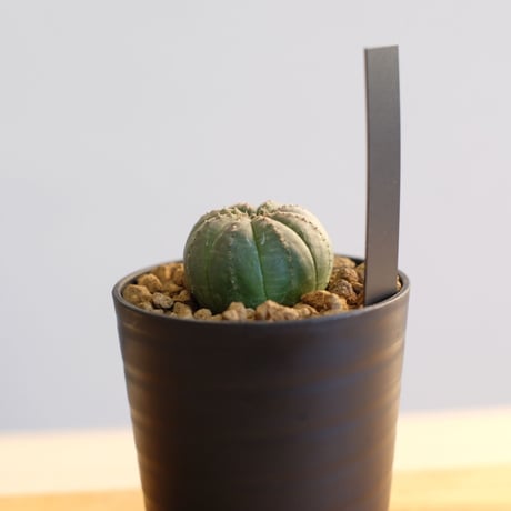 ユーフォルビア オベサ / Euphorbia obesa