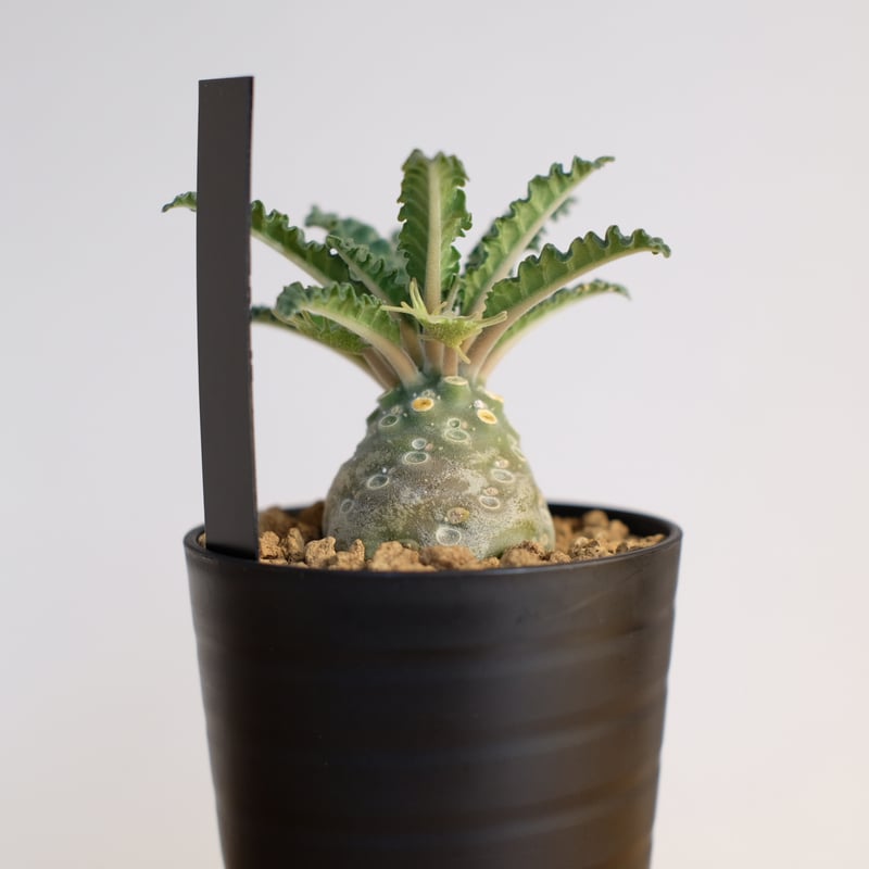 ドルステニア ラブラニー / Dorstenia lavrani | 塊根植物 小苗専門店 k