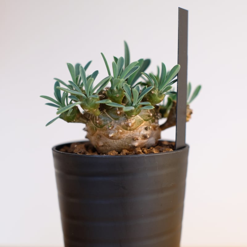 ユーフォルビア 峨眉山 / Euphorbia 'Gabisan' | 塊根植物 小苗 ユーフォルビア 峨眉山 / Euphorbia 'Gabisan' | 塊根植物 小苗