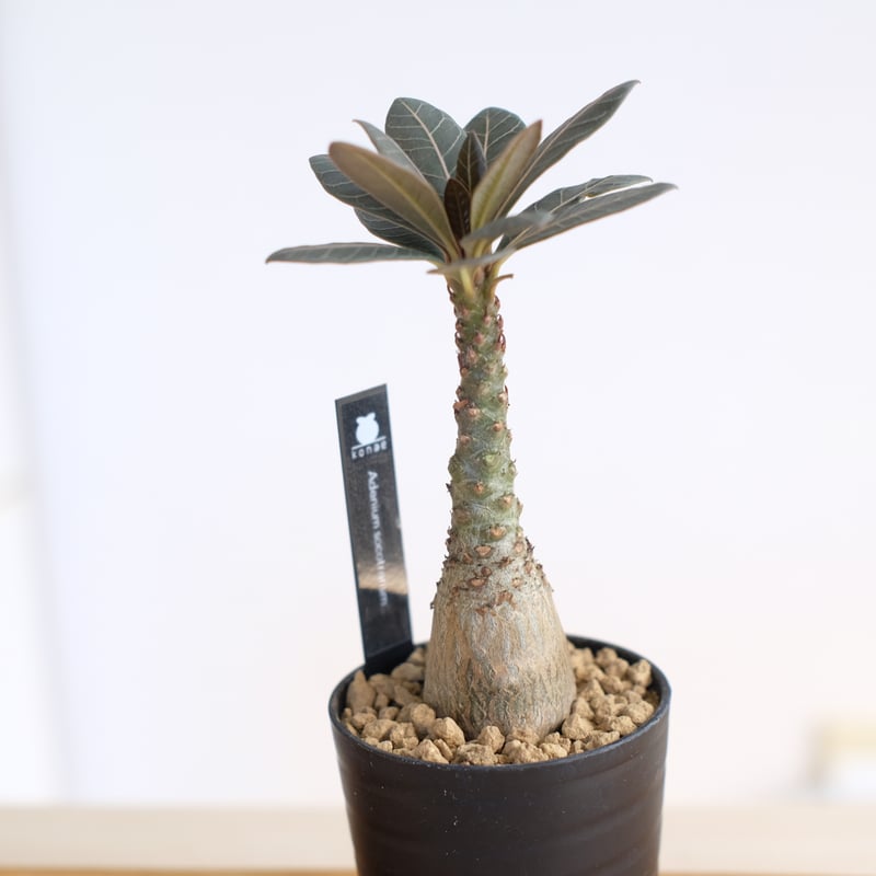 アデニウム　ソコトラナム　純血　実生　852 アデニウム ソコトラナム（純血）/ Adenium socotranum / KN1593 |