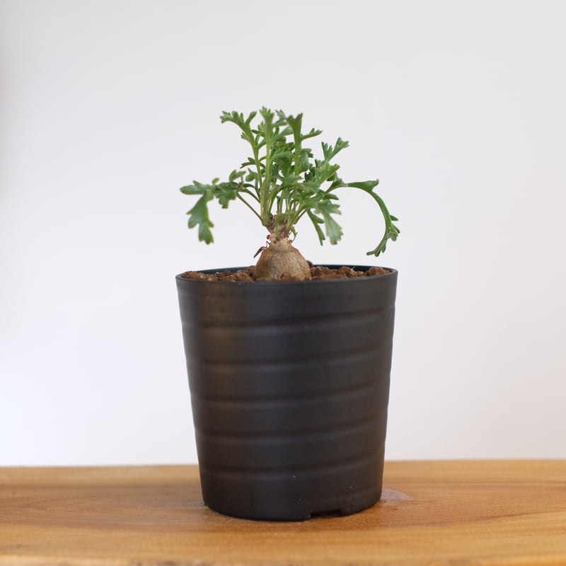 ペラルゴニウム ロバツム検索（塊根植物パキポディウム グラキリス