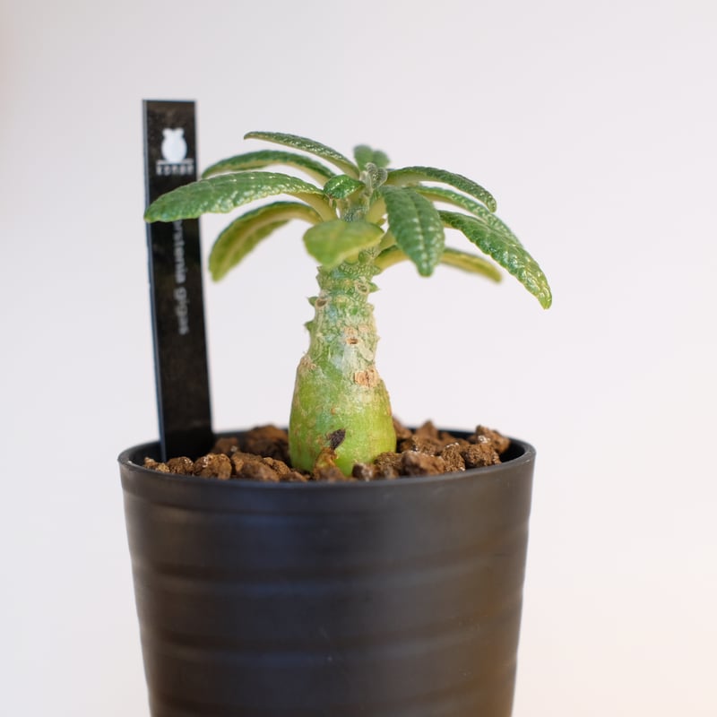 ドルステニア ギガス / Dorstenia gigas | 塊根植物 小苗専門店