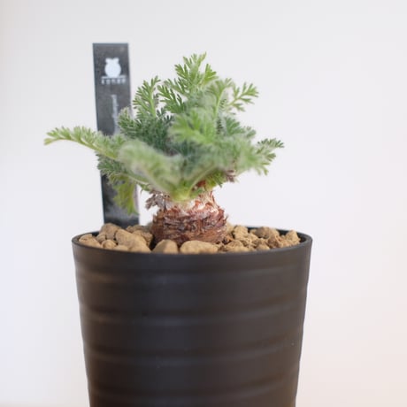 ペラルゴニウム アッペンディクラツム / pelargonium appendiclatum / KN1355