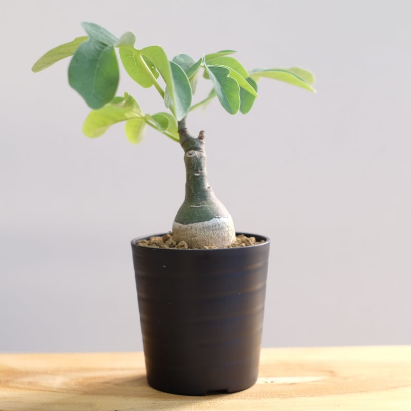 アデニア グラウカ / Adenia glauca | 塊根植物 小苗専門店 konae