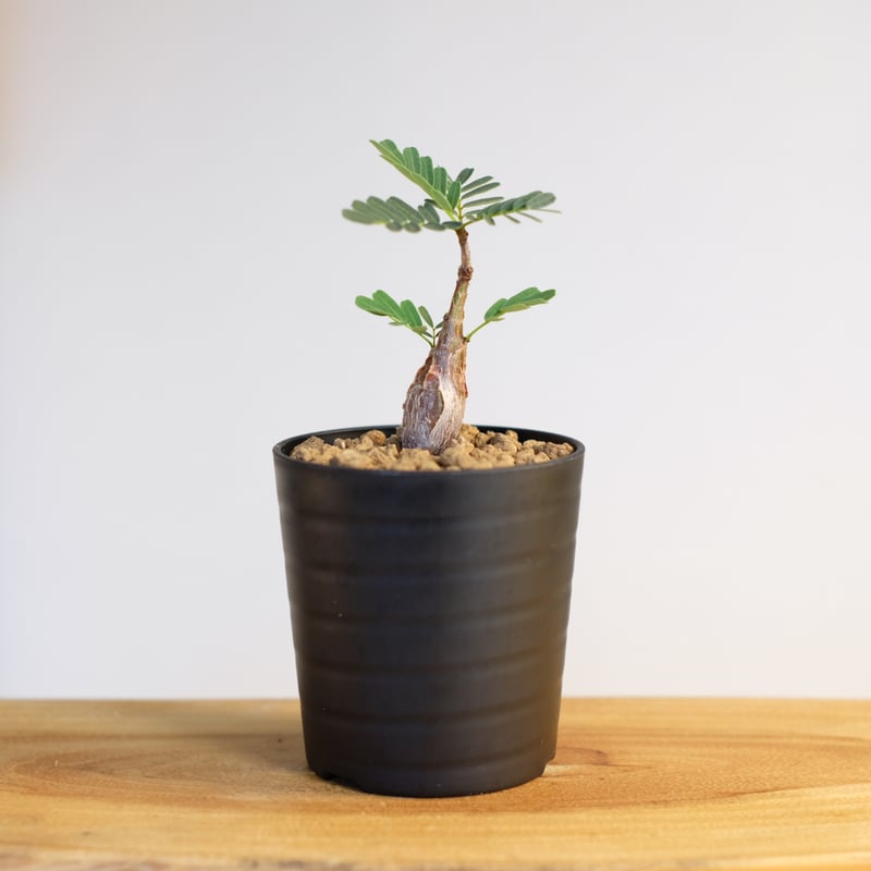 センナ メリディオナリス / Senna meridionalis | 塊根植物 小苗 センナ メリディオナリス / Senna meridionalis | 塊根植物 小苗