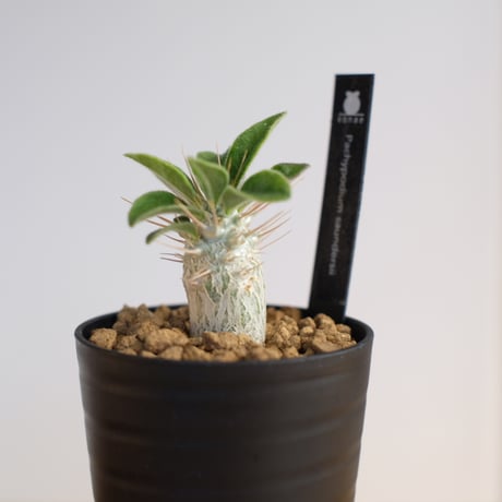 パキポディウム サンデルシー / Pachypodium saundersii