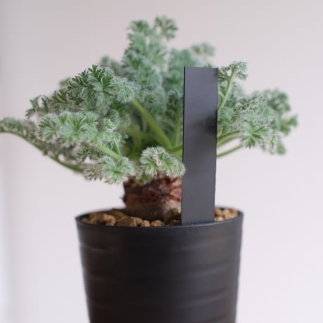 ペラルゴニウム アッペンディクラツム / pelargonium appendiclatum / KN1389