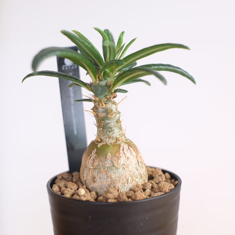 パキポディウム サキュレンタム / Pachypodium succulentum / KN1281