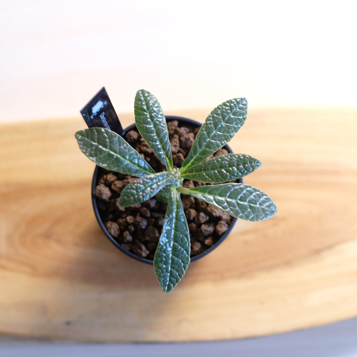 ドルステニア ギガス / Dorstenia gigas | 塊根植物 小苗専門店 konae