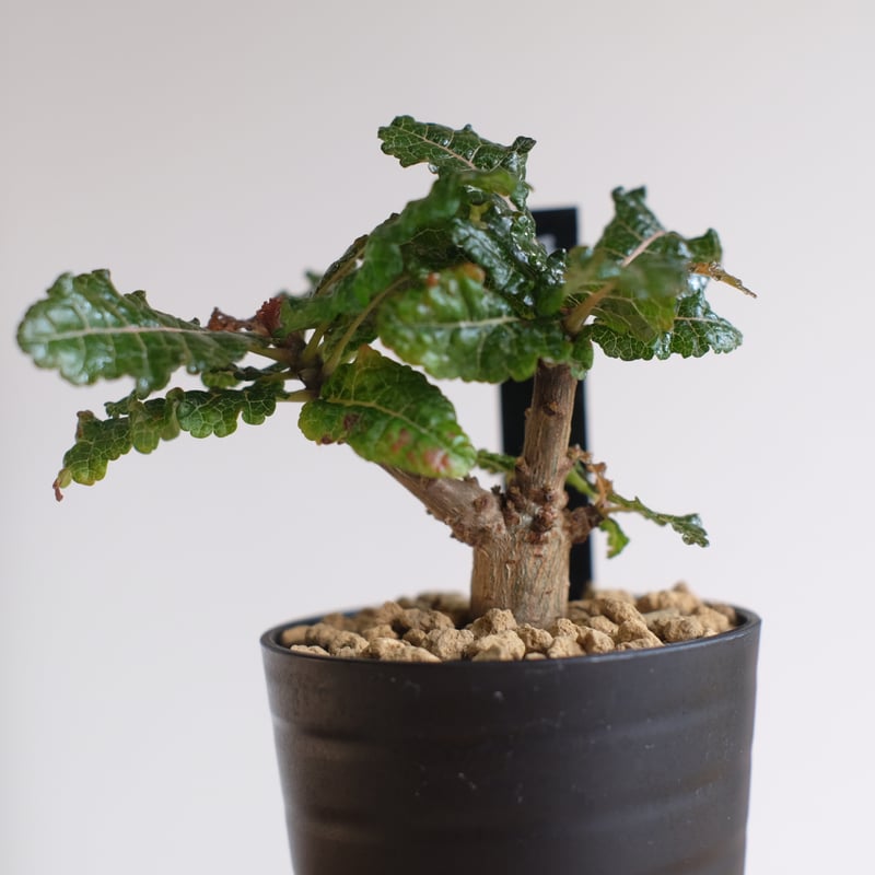 ボスウェリア ナナ / Boswellia nana / KN1335 | 塊根植物 小苗専門