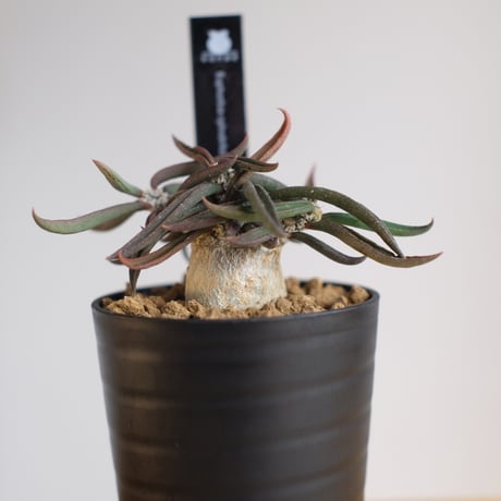 ユーフォルビア キリンドリフォリア トゥビフェラ / Euphorbia cylindrifolia var. tubufera