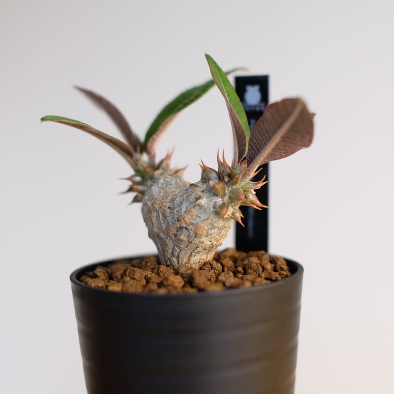 パキポディウム バロニー×ウィンゾリー / Pachypodium baronii