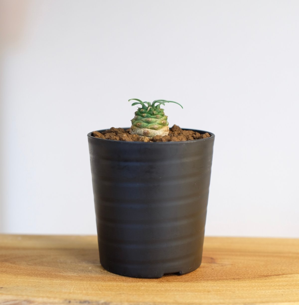 ユーフォルビア オベサ×鉄甲丸 Euphorbia obesa×bupleurifolia |