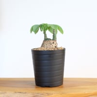 チレコドン ノルテーイ / Tylecodon nolteei | 塊根植物 小苗専門店 konae
