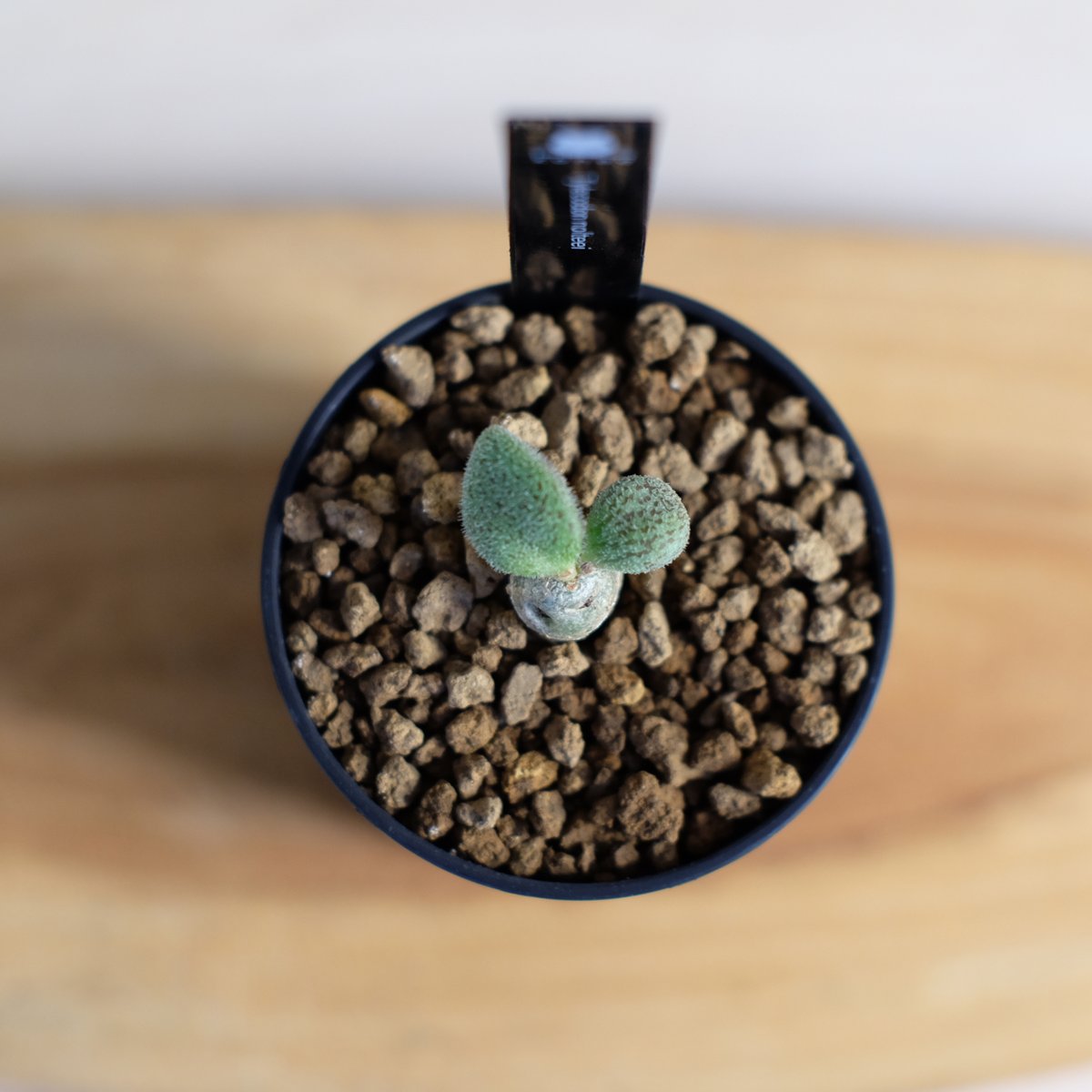 チレコドン ノルテーイ / Tylecodon nolteei | 塊根植物 小苗専門店 konae