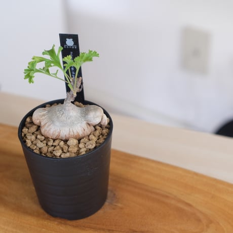 ペラルゴニウム パキポディウム / Pelargonium sp. cf. pachypodium / KN1371
