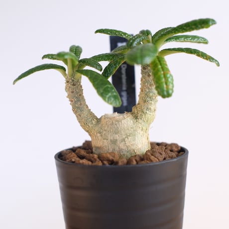 ドルステニア ギガス / Dorstenia gigas / KN1234
