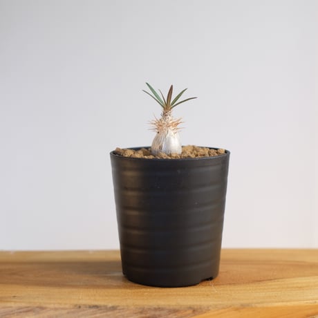 パキポディウム グラキリス / Pachypodium gracilius