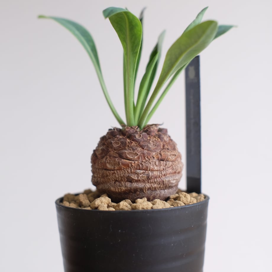 68de3c5cb354bf11e6dc2a66