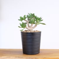 チレコドン ノルテーイ / Tylecodon nolteei | 塊根植物 小苗専門店 konae