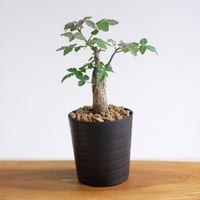 ブルセラ ファガロイデス / Bursera fagaroides / KN1581