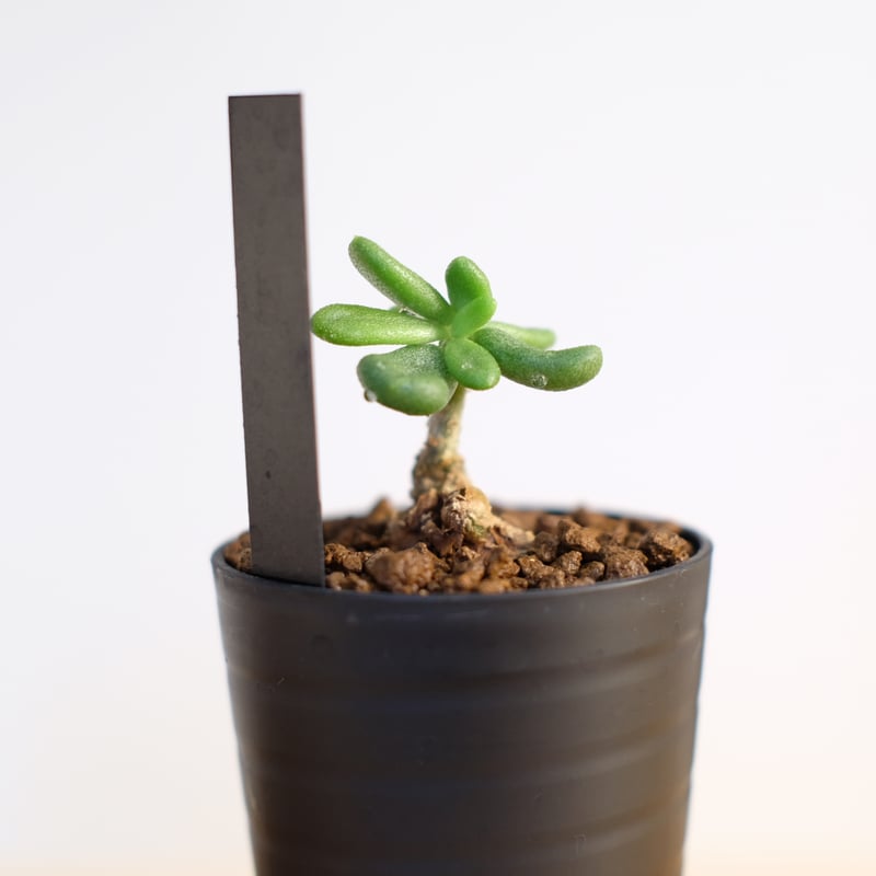 チレコドン スルフレウス / Tylecodon sulphureus | 塊根植物 小苗専門