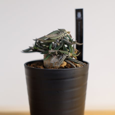 ユーフォルビア キリンドリフォリア トゥビフェラ / Euphorbia cylindrifolia var. tubufera
