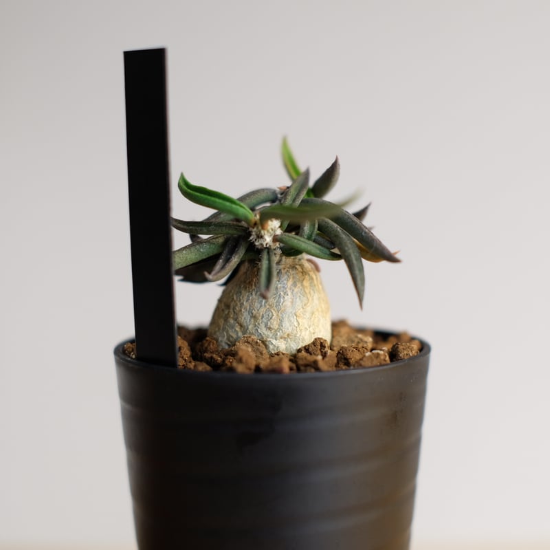 ユーフォルビア キリンドリフォリア トゥビフェラ / Euphorbia cylindri